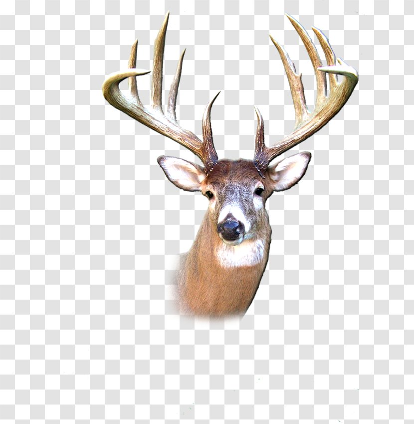 White-tailed Deer Chicago Bears Elk Antler - Terrestrial Animal Transparent PNG