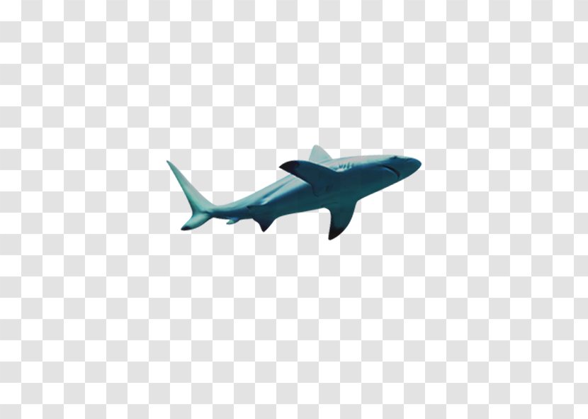 Shark Gratis - Fish Transparent PNG