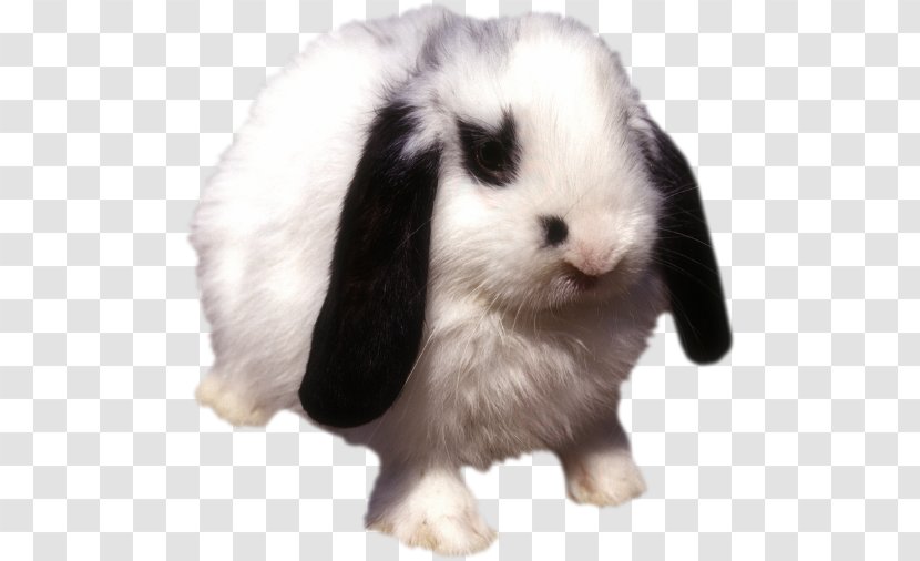 Domestic Rabbit Leporids Fur Animal - Rabits And Hares Transparent PNG