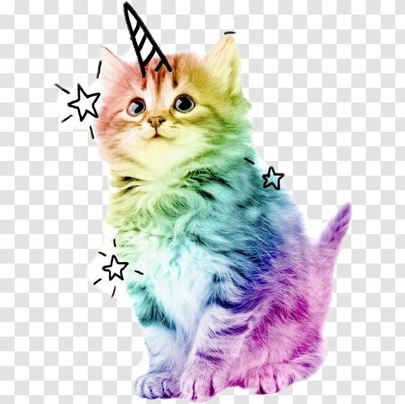 Kitten Cat Unicorn Adrien Agreste Cuteness - Fur Transparent PNG