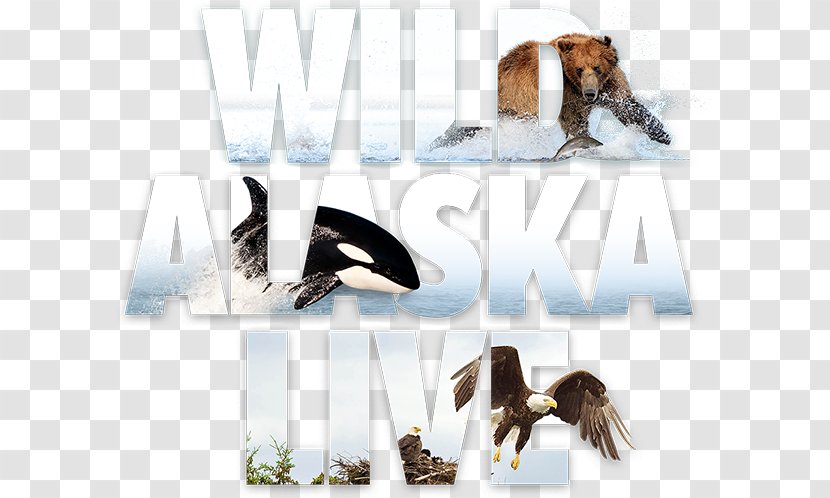 Television Show Alaska Brand Fauna Font - Shoe - Wild Adventure Transparent PNG