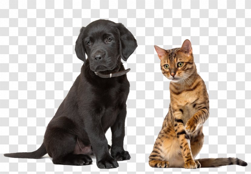 Labrador Retriever Sussex Spaniel Puppy Kitten Cat - Dog Like Mammal - Pets Transparent PNG