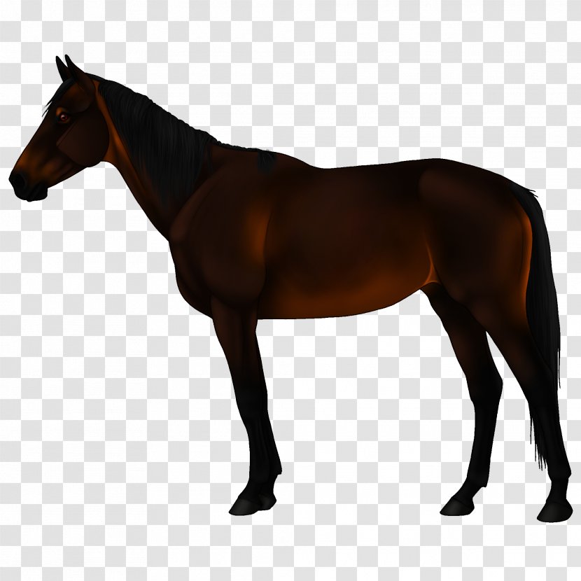 Appaloosa American Paint Horse Arabian Quarter Akhal-Teke - Mustang - Smooth Criminal Transparent PNG