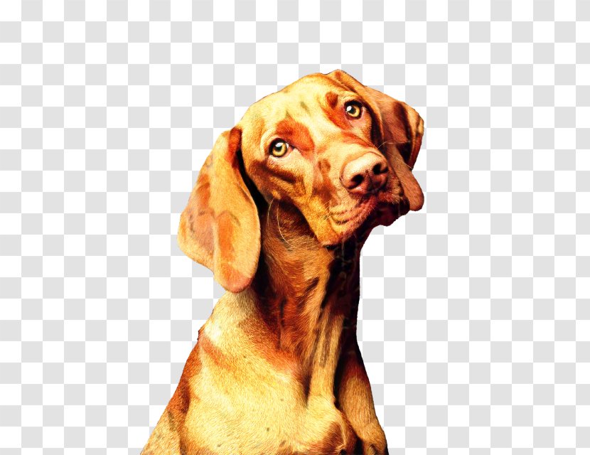 Dog And Cat - Weimaraner - Ear Hunting Transparent PNG