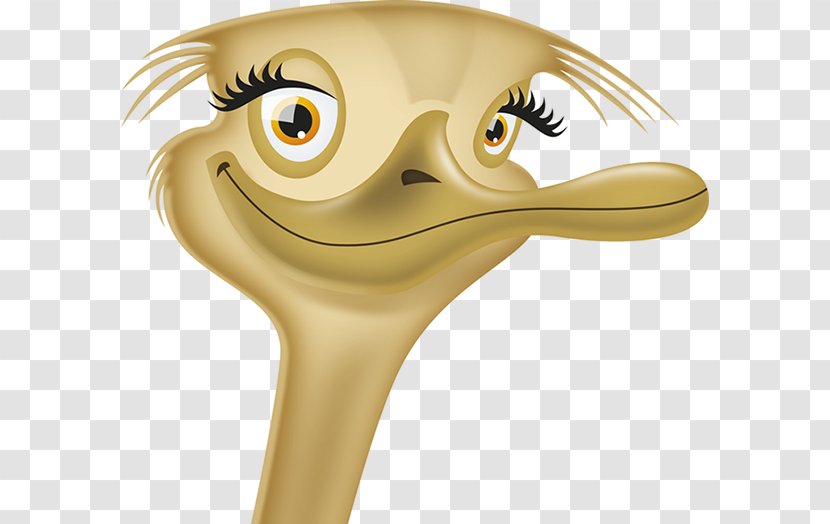 Common Ostrich Nose Cartoon - Vogel Street Transparent PNG