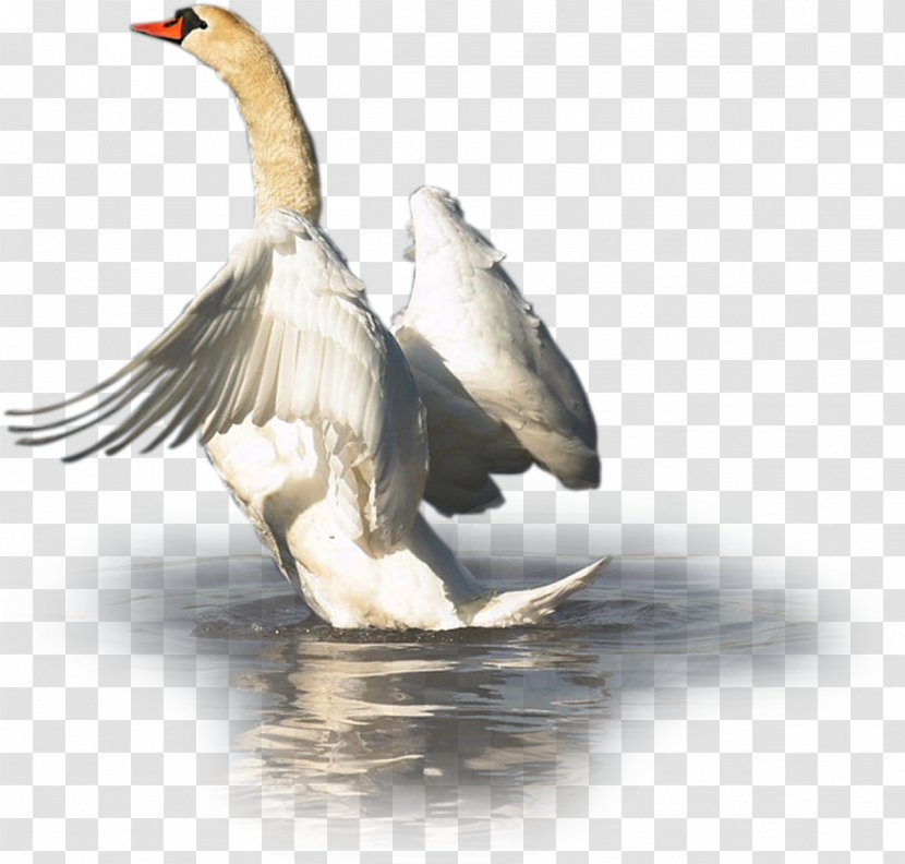 Cygnini Duck Goose Bird Waterfowl - Wildlife - Swan Transparent PNG