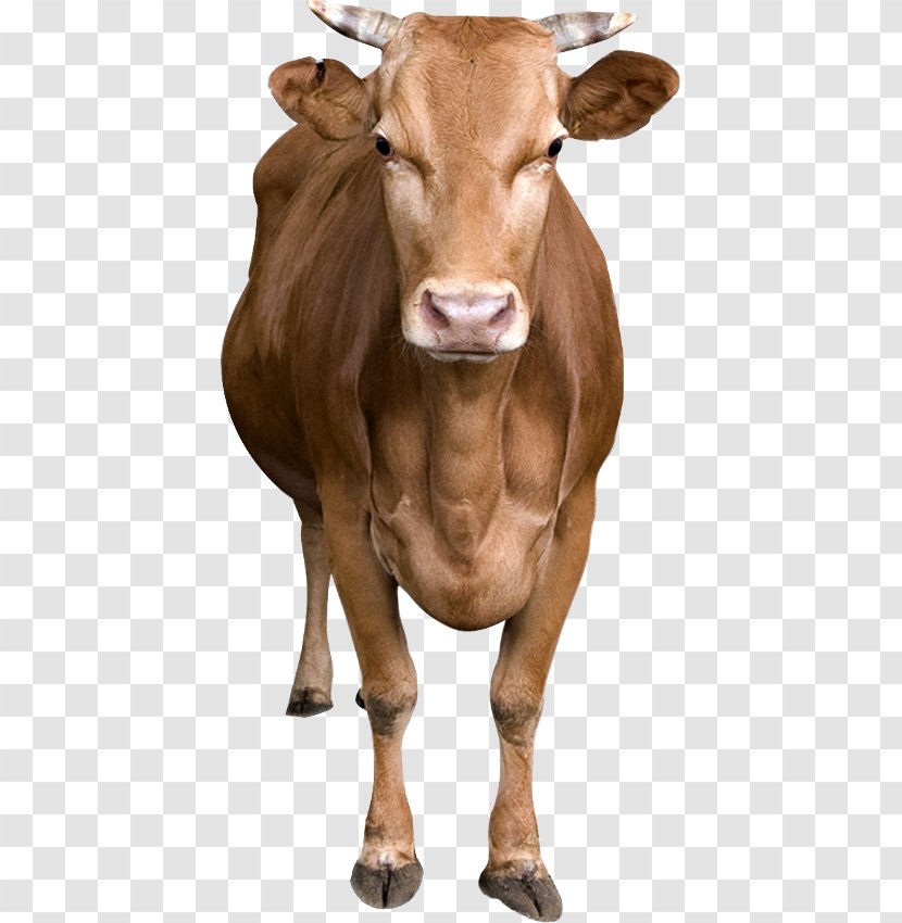 Southern Yellow Cattle Livestock - Like Mammal - Design Transparent PNG