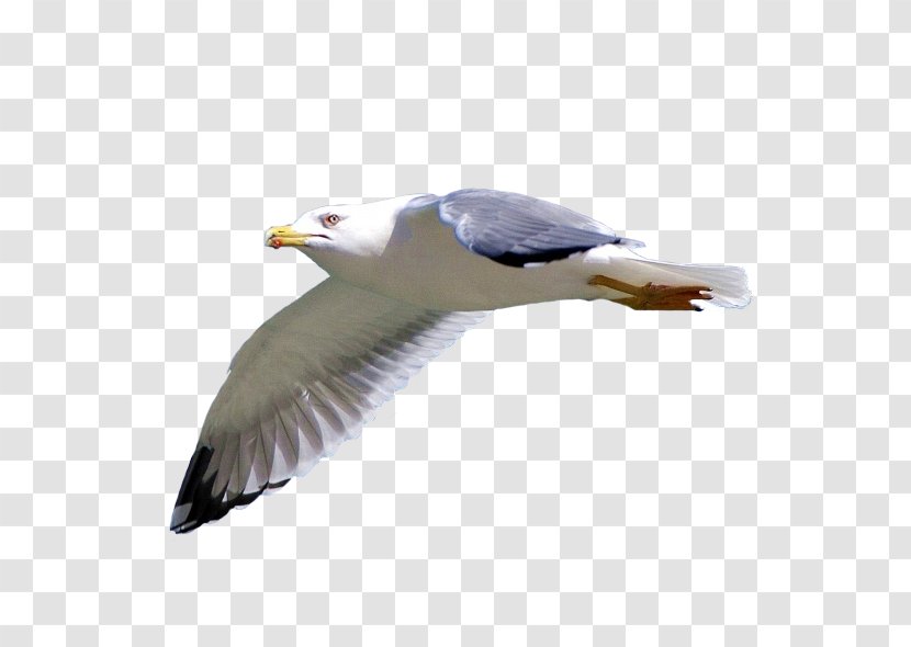 European Herring Gull Bald Eagle Raster Graphics Bird - Computer Transparent PNG