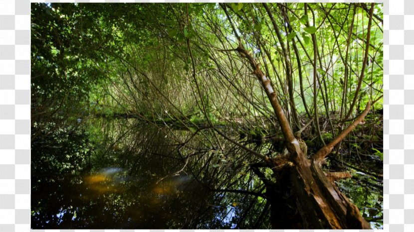 Rainforest Valdivian Temperate Rain Forest Riparian Zone Vegetation - Nature Transparent PNG