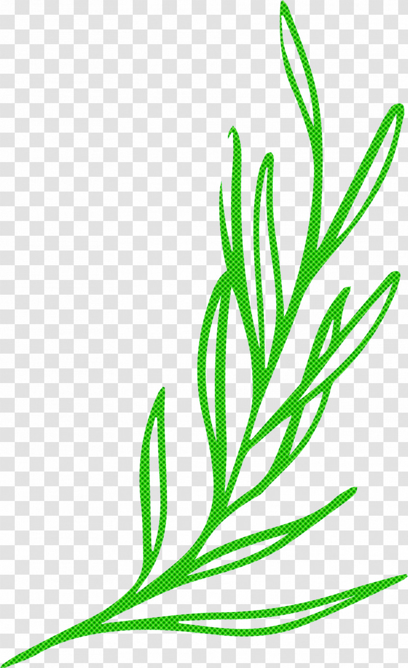 Leaf Plant Stem Branch Leaf Vegetable Grasses Transparent PNG
