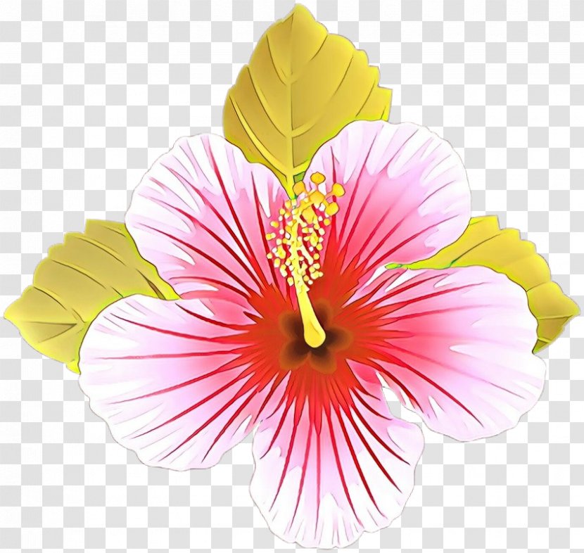 Flower Hibiscus Petal Hawaiian Chinese - Mallow Family Pink Transparent PNG