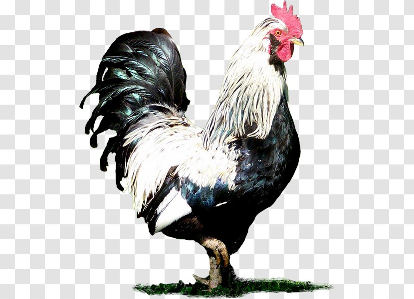 Rooster Chicken Clip Art - Livestock Transparent PNG