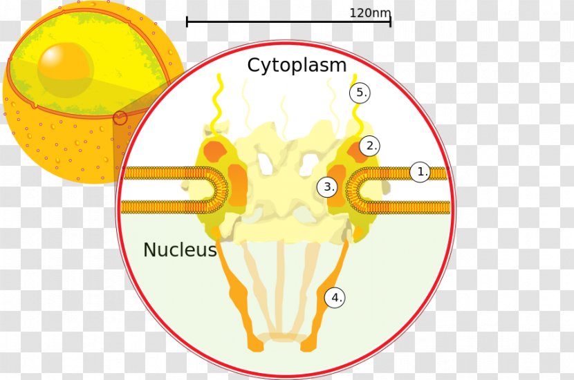 Nuclear Pore Cell Nucleus Envelope Nucleoporin 62 - Flower Transparent PNG