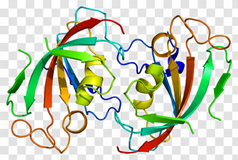 FKBP52 Protein FKBP1A Tacrolimus - Chaperone - Pharmacon Transparent PNG