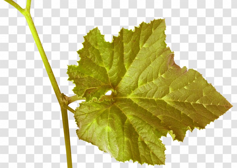 Grapevines Wine Grape Leaves Plant - Stem - Two Transparent PNG