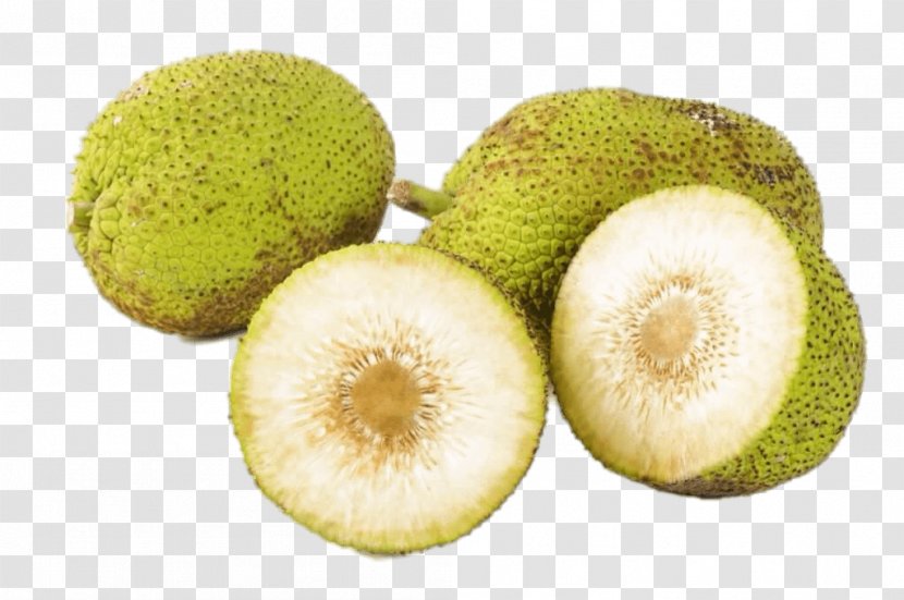Breadfruit Jackfruit Food Tropical Fruit - Natural Foods - Ekmek Transparent PNG