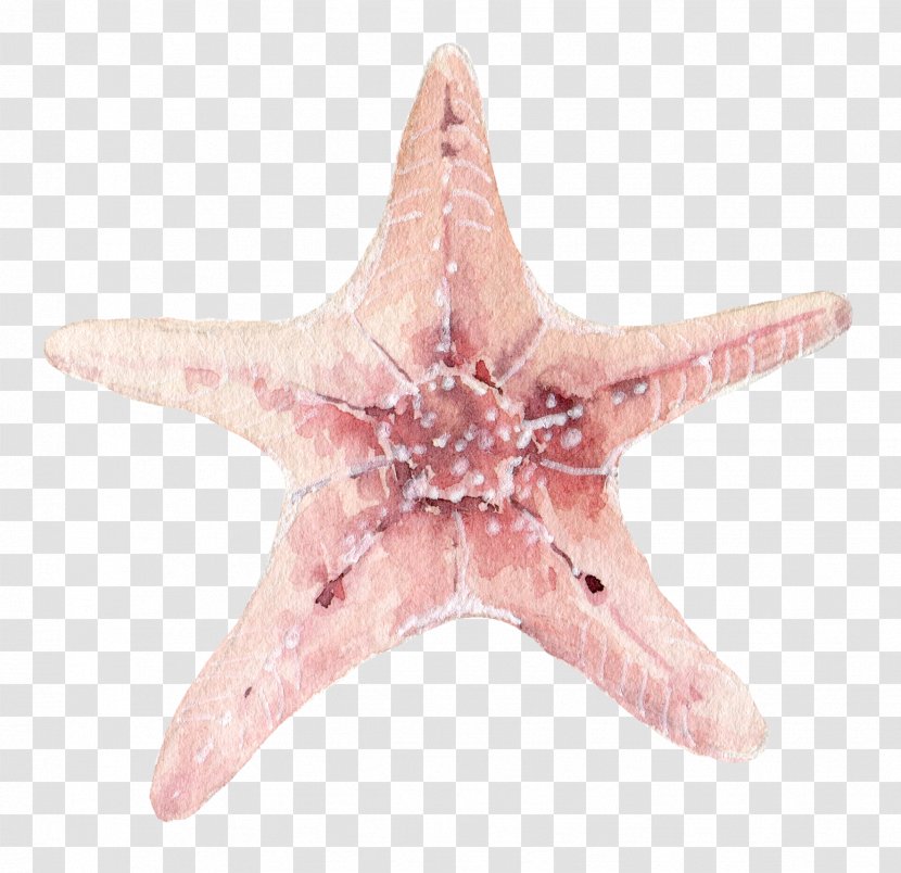 Starfish Seashell Clip Art - A Transparent PNG