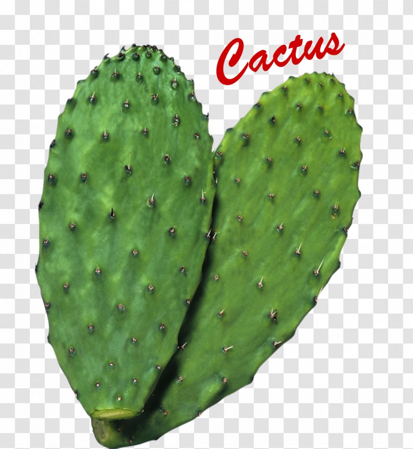 Cactus Nopal Clip Art Botanical Name Succulent Plant Transparent PNG