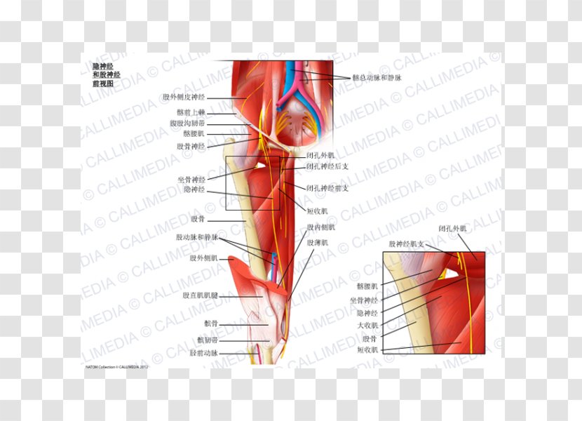 Obturator Nerve Saphenous Anterior Cutaneous Branches Of The Femoral - Watercolor - Cartoon Transparent PNG