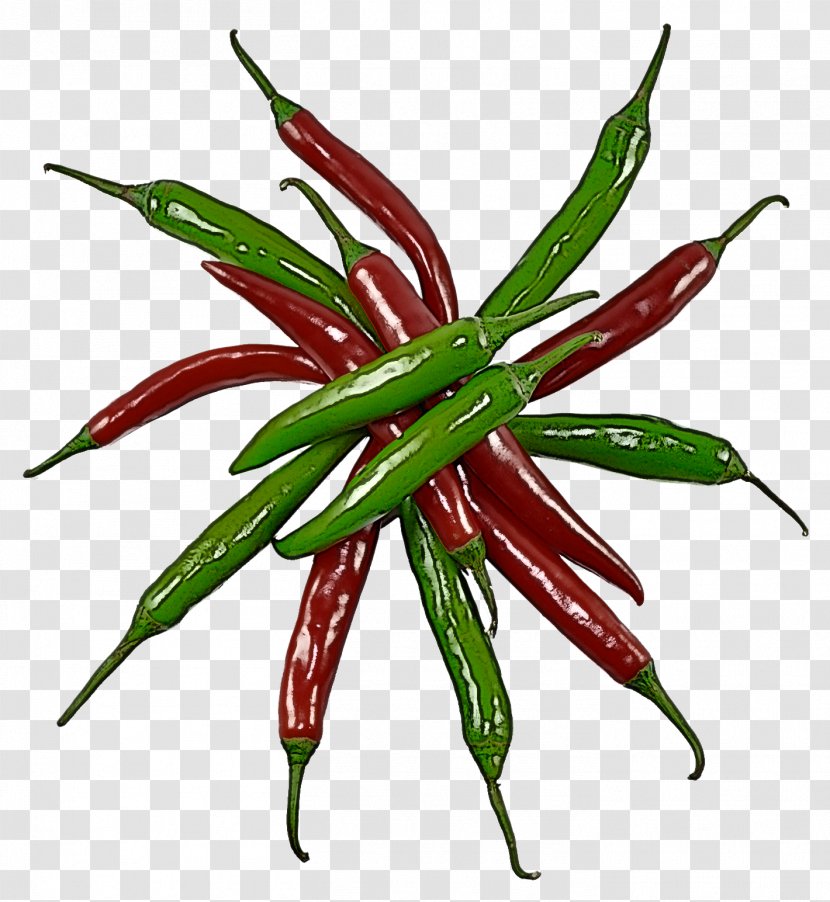 Chili Pepper Tabasco Plant Bell Peppers And Flowering - Peperoncini - Birds Eye Transparent PNG