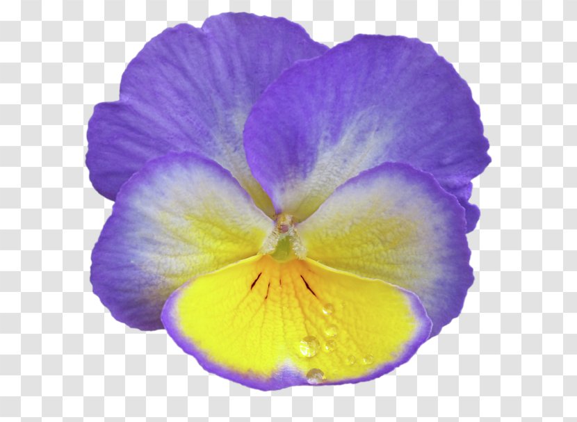 Violet Pansy Lilac Purple Flower - Yellow Transparent PNG