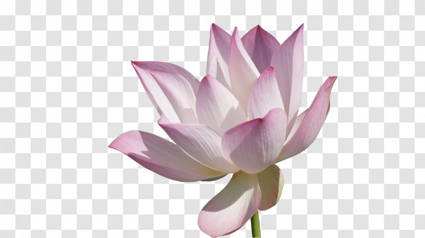 Nelumbo Nucifera High-definition Television Video Wallpaper - Lotus - Pink Transparent PNG