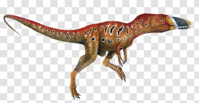 Xiongguanlong Tyrannosaurus Allosaurus Albertosaurus Zhuchengtyrannus - Vector Dinosaurs Transparent PNG