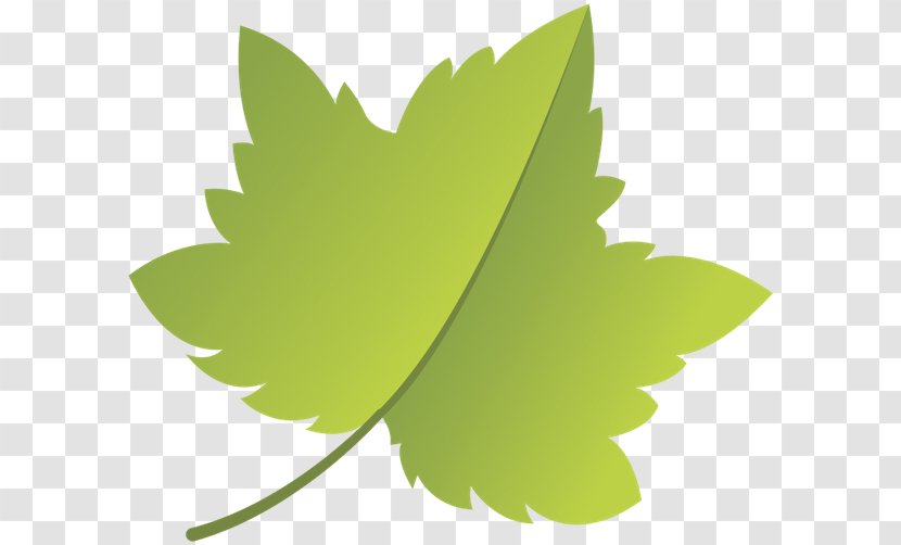 Leaf Thailand Green Sarma ไพร่ - Tree Transparent PNG