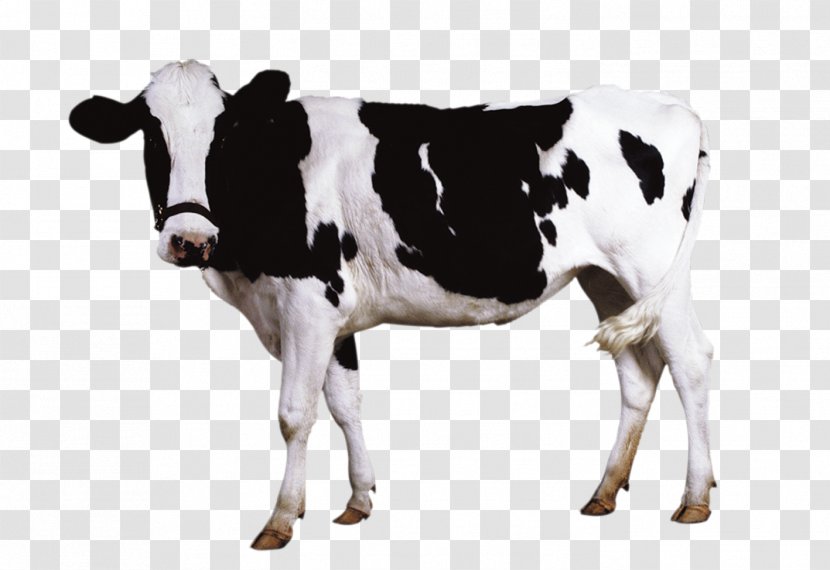 Holstein Friesian Cattle Milk Sheep Dairy - Cow Goat Family - Bulls Netherlands Transparent PNG