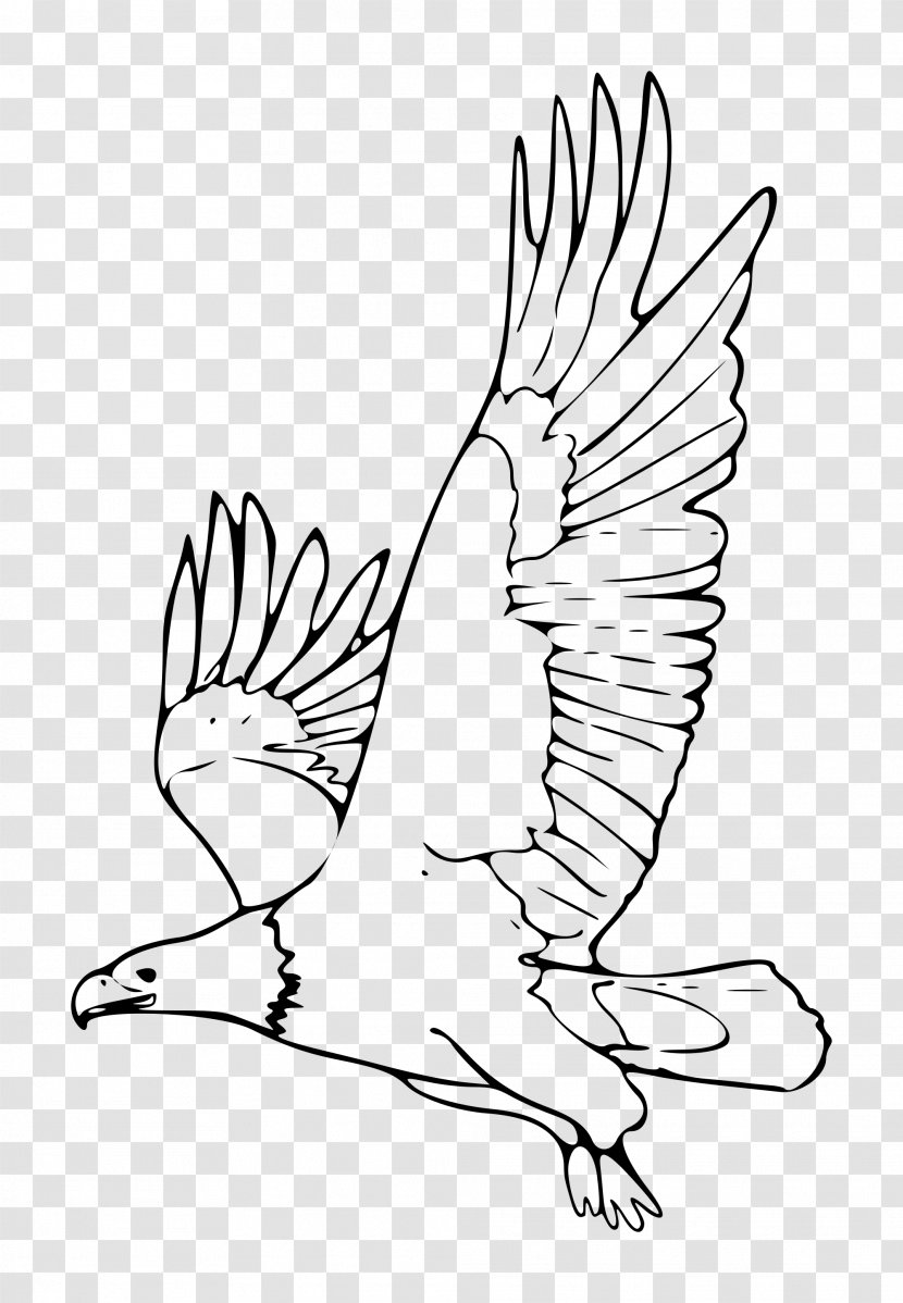 Bald Eagle Drawing Black - White - Claw Hand Transparent PNG