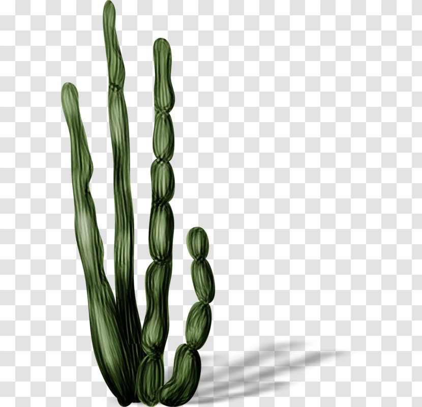Cactaceae - Plant - Decorative Cactus Transparent PNG