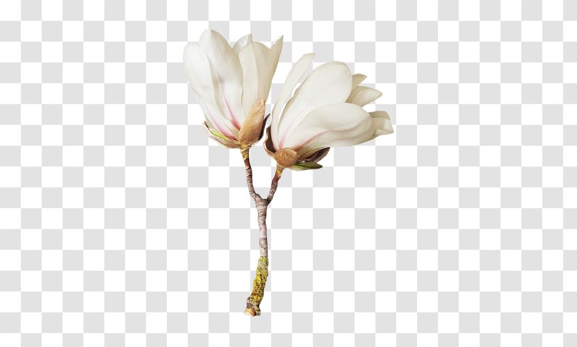 Flower Blog Clip Art - Cut Flowers Transparent PNG