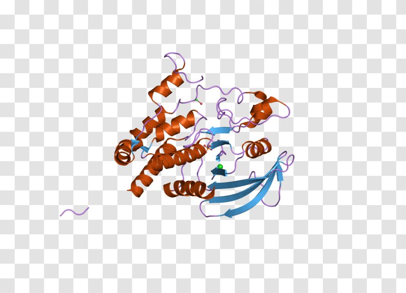 PTPRJ Protein Phosphatase Tyrosine Gene - Biology - Receptor Transparent PNG