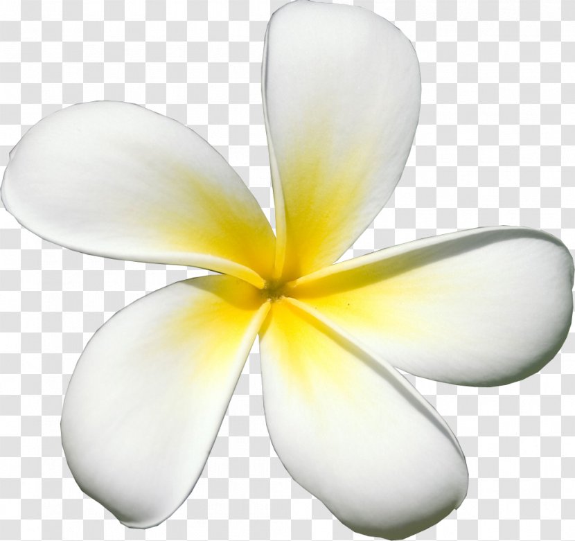 Flower Zazzle Clip Art - Yellow - Frangipani Transparent PNG