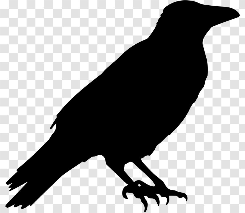 American Crow Bird Common Raven Clip Art - Monochrome Photography - Many-storied Transparent PNG