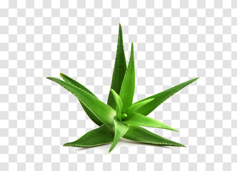 Aloe Vera Arborescens Stock Photography Royalty-free Transparent PNG