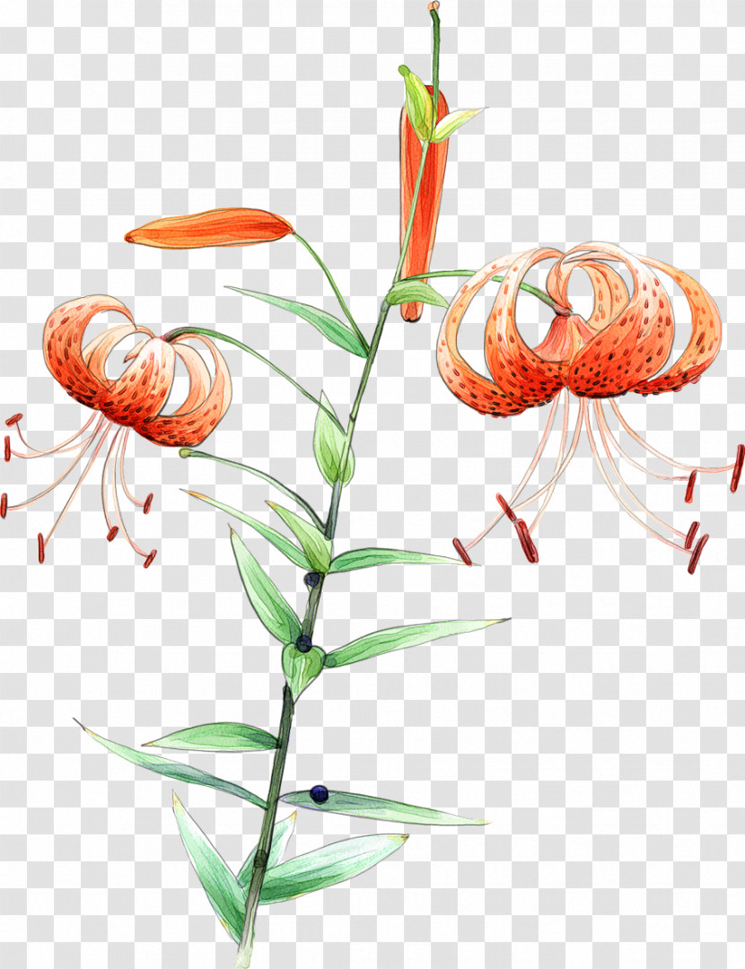 Flower Plant Tiger Lily Plant Stem Lily Family Transparent PNG