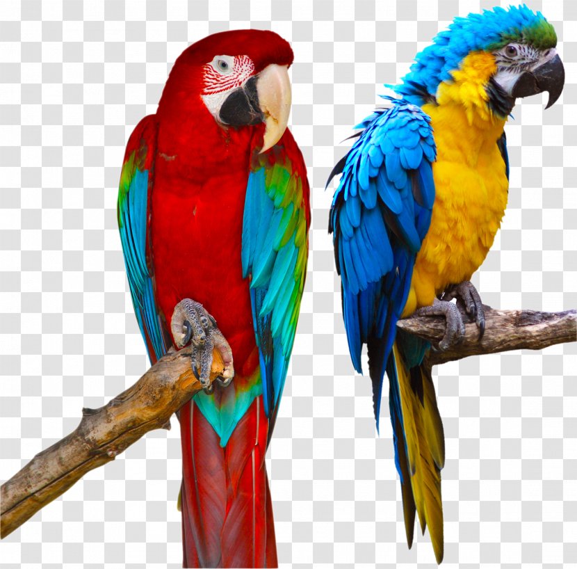 Blue-and-yellow Macaw Parrot Red-and-green Stock Photography - Royaltyfree Transparent PNG