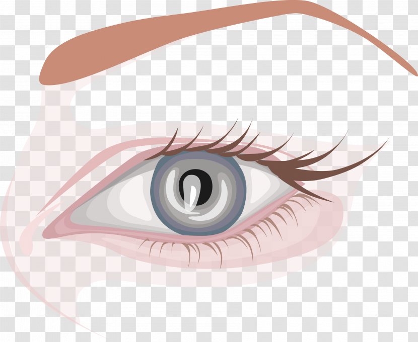 Eyebrow Eyelash Extensions Human Eye - Cartoon - Long Eyelashes Chart Transparent PNG
