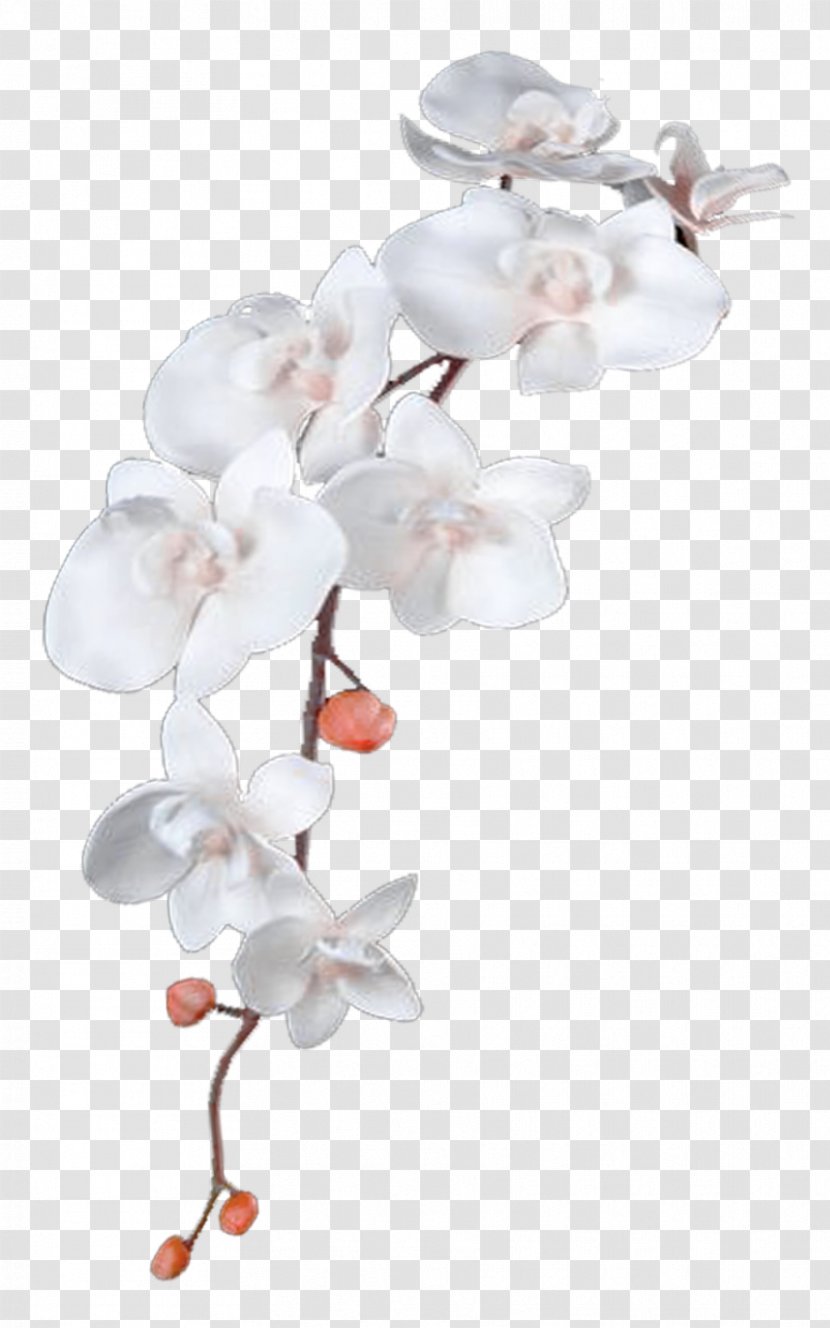 Flower DeviantArt Heavenly Healing Hands - Moth Orchid - White Flowers Transparent PNG