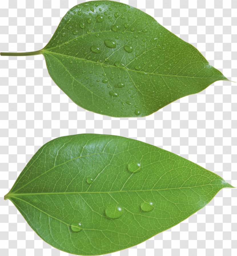 Leaf Green - Autumn Color Transparent PNG