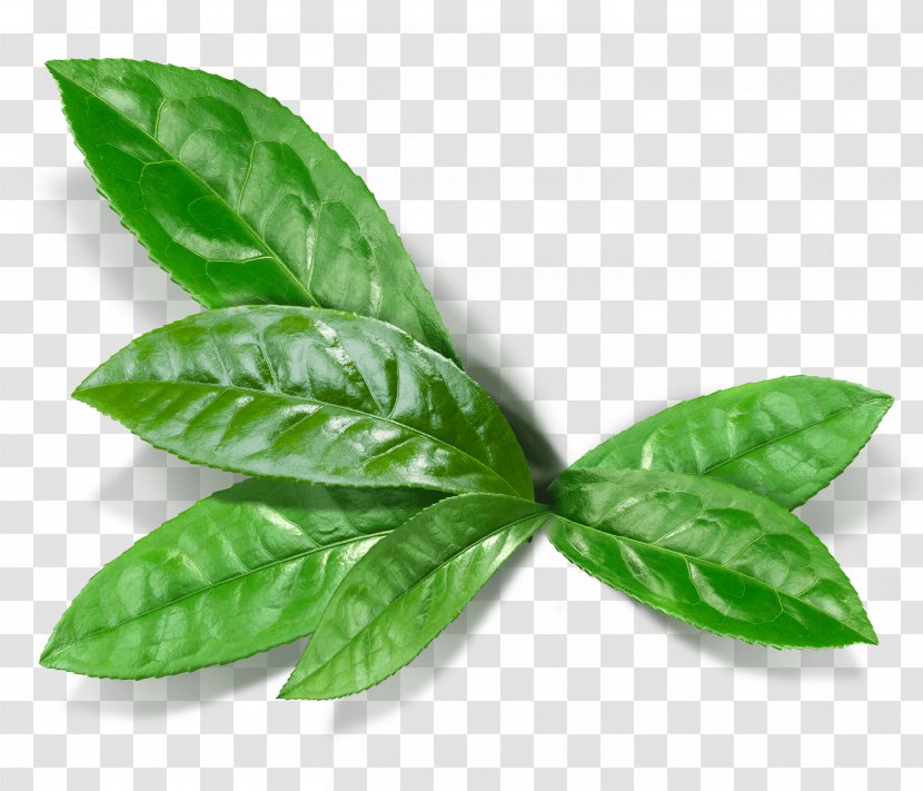 Green Tea Matcha Masala Chai English Breakfast - Leaf Transparent PNG