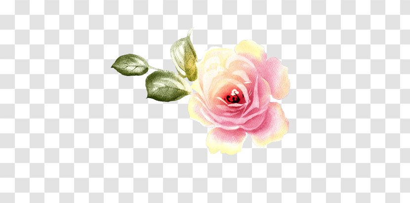 Garden Roses Centifolia Floral Design Flower Transparent PNG