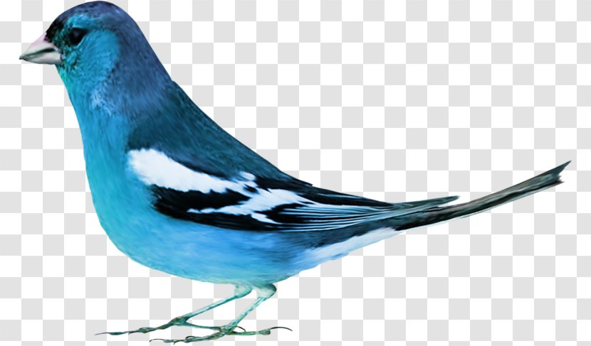 Bird Rook Animal Blue - Songbird - 99 Transparent PNG