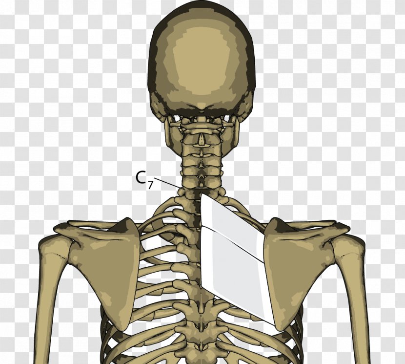 Rhomboid Muscles Major Muscle Skeleton Joint Transparent PNG
