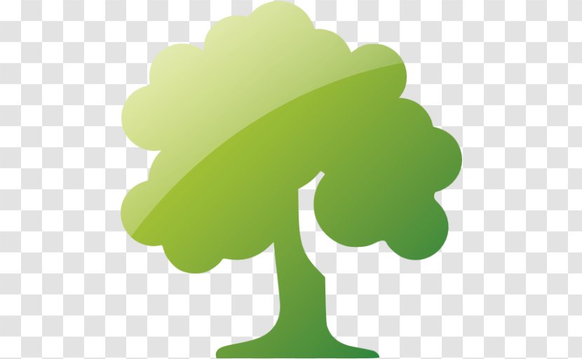 Tree Deciduous - Conifers Transparent PNG