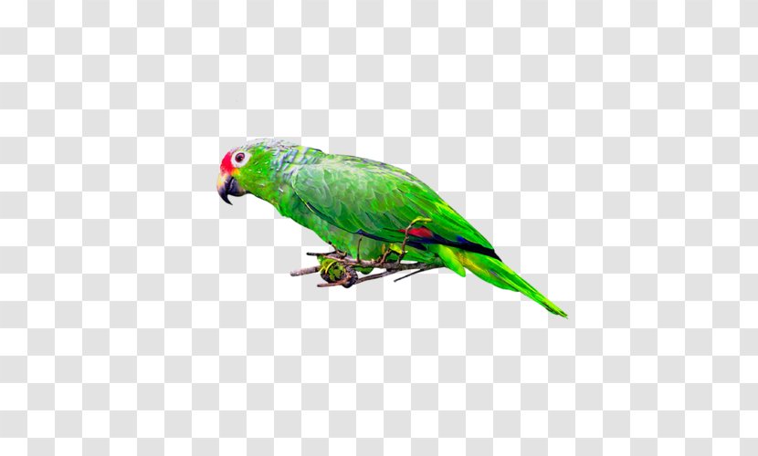 Bird Parakeet Postales Originales/Making Cards Clip Art - Fauna Transparent PNG