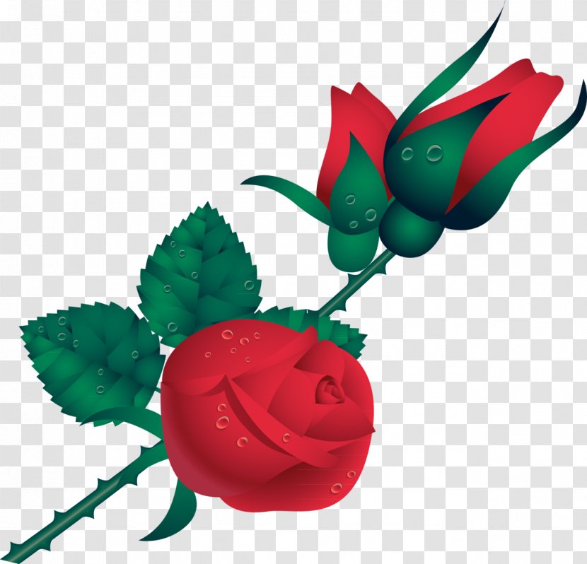 Garden Roses Flower - Rose Family - Red Transparent PNG