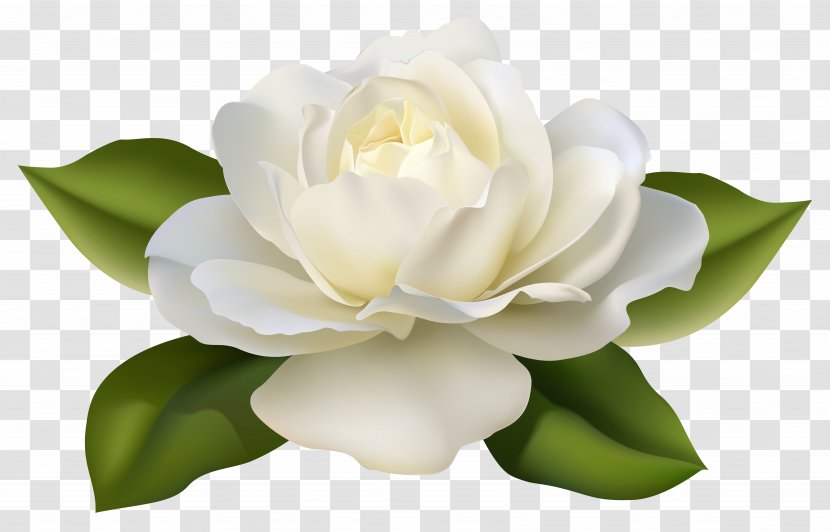 Flower Jasminum Polyanthum Rose Clip Art - Petal - Beautiful White With Leaves Image Transparent PNG