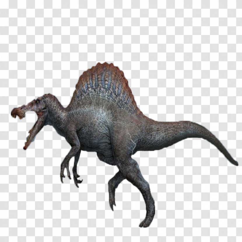 Velociraptor Tyrannosaurus Spinosaurus Jurassic Park - Terrestrial Animal Transparent PNG